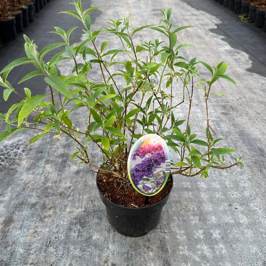 Buddleja davidii Nanho Blue 30cm 17cm Pot