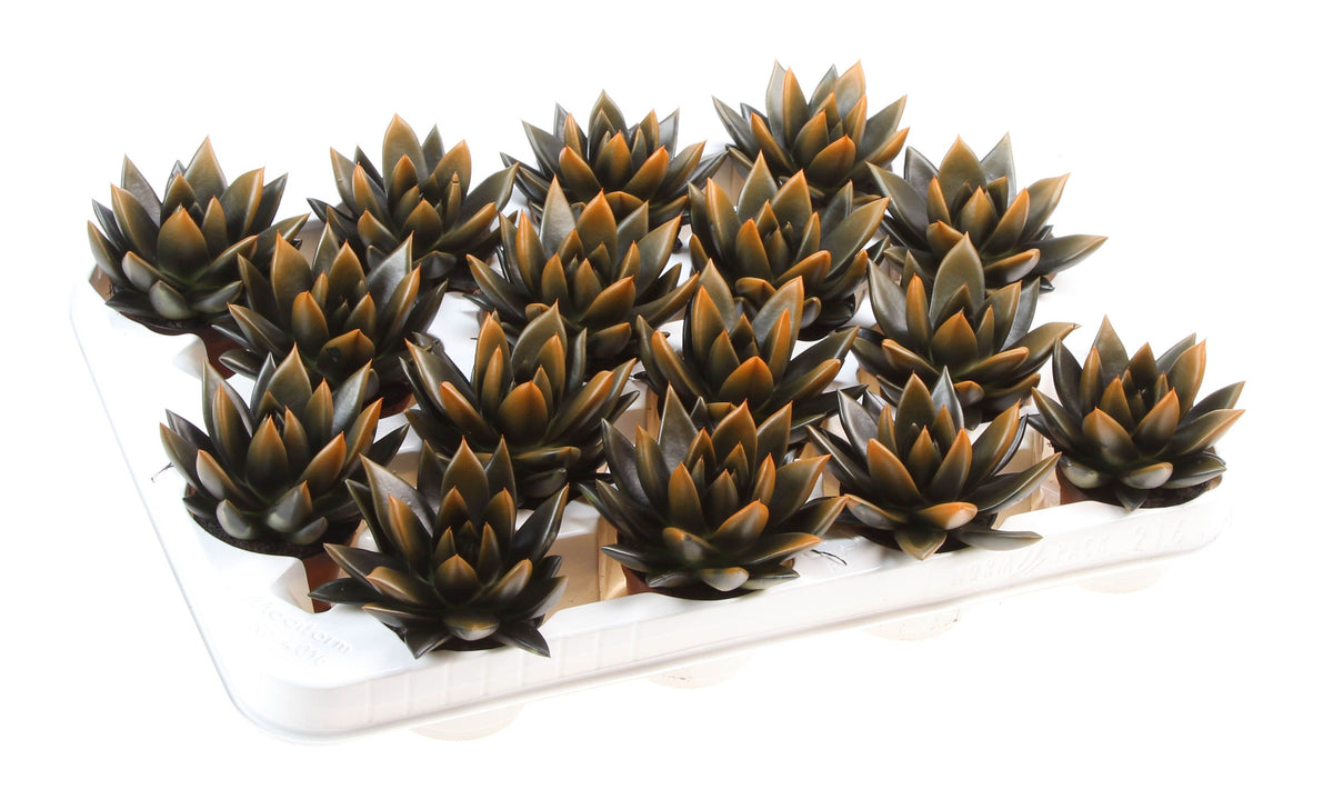 Halloween bicolor black + orange point 8cm 6cm Pot