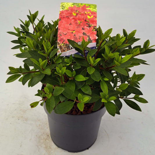 Rhododendron Arabesk 30cm 19cm Pot