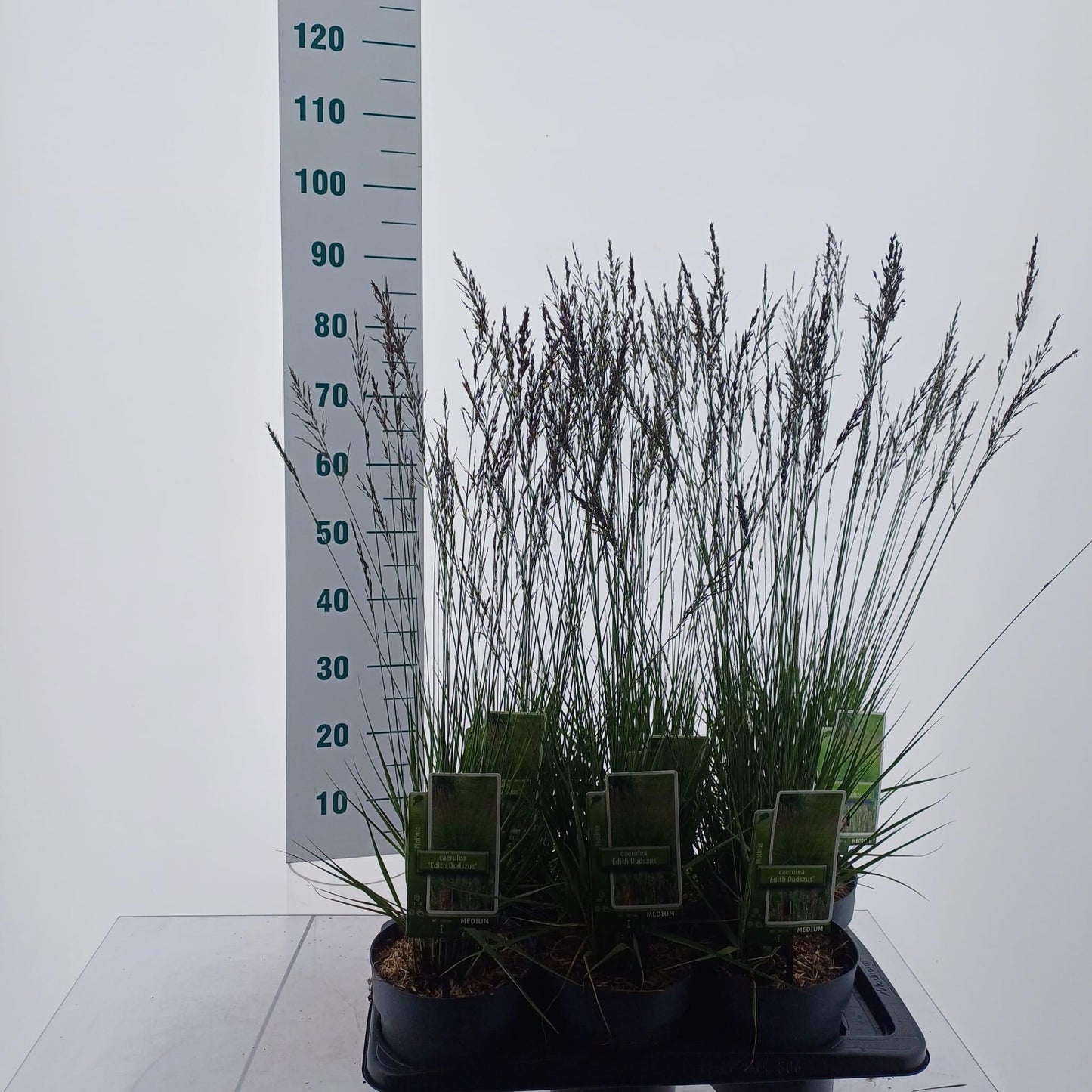 Molinia Edith Dudszus 45cm 17cm Pot