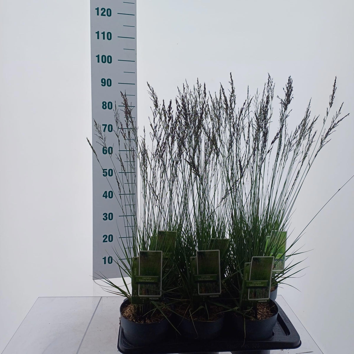 Molinia caerulea mix 45cm 17cm Pot