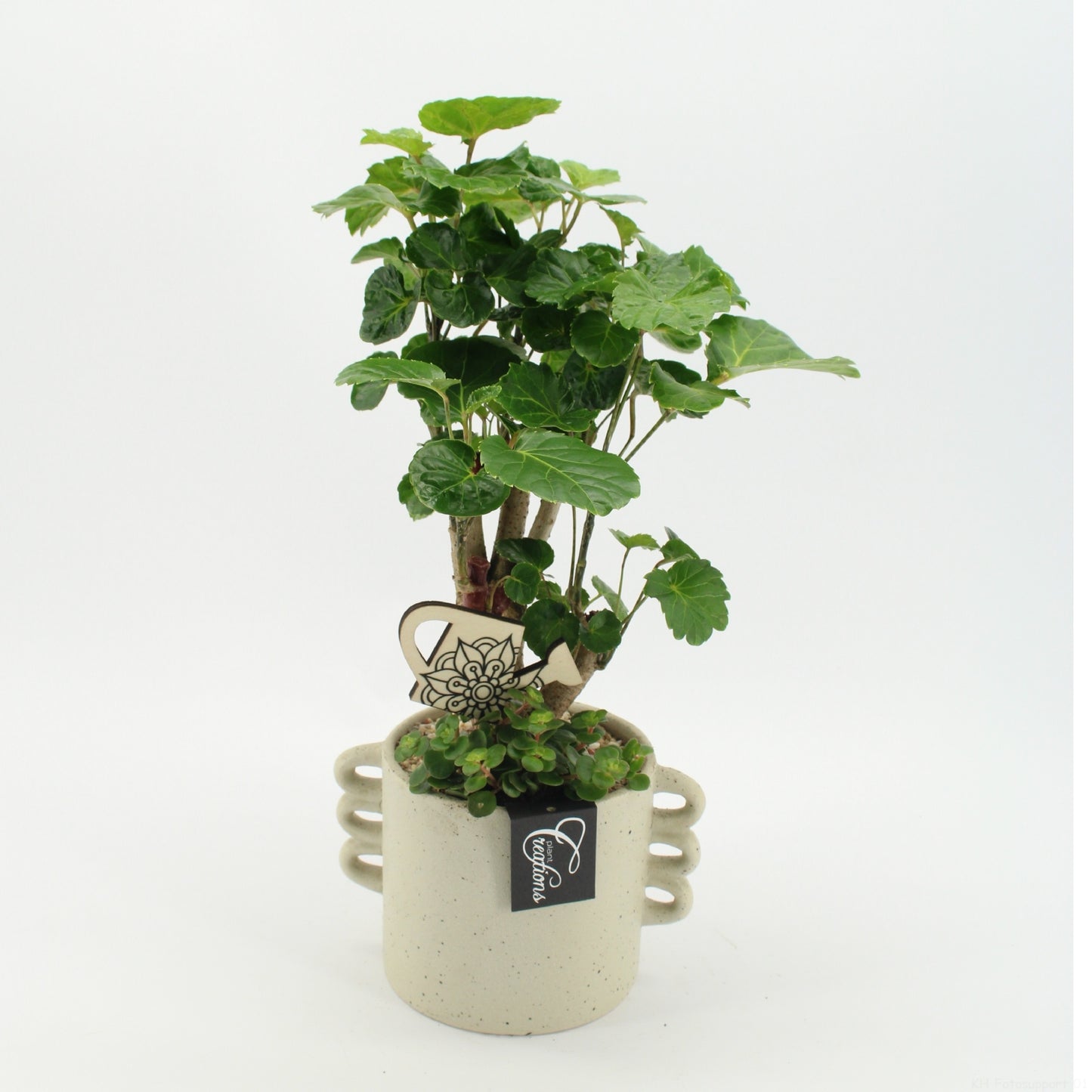 Indoor green arrangement 45cm 18cm Pot