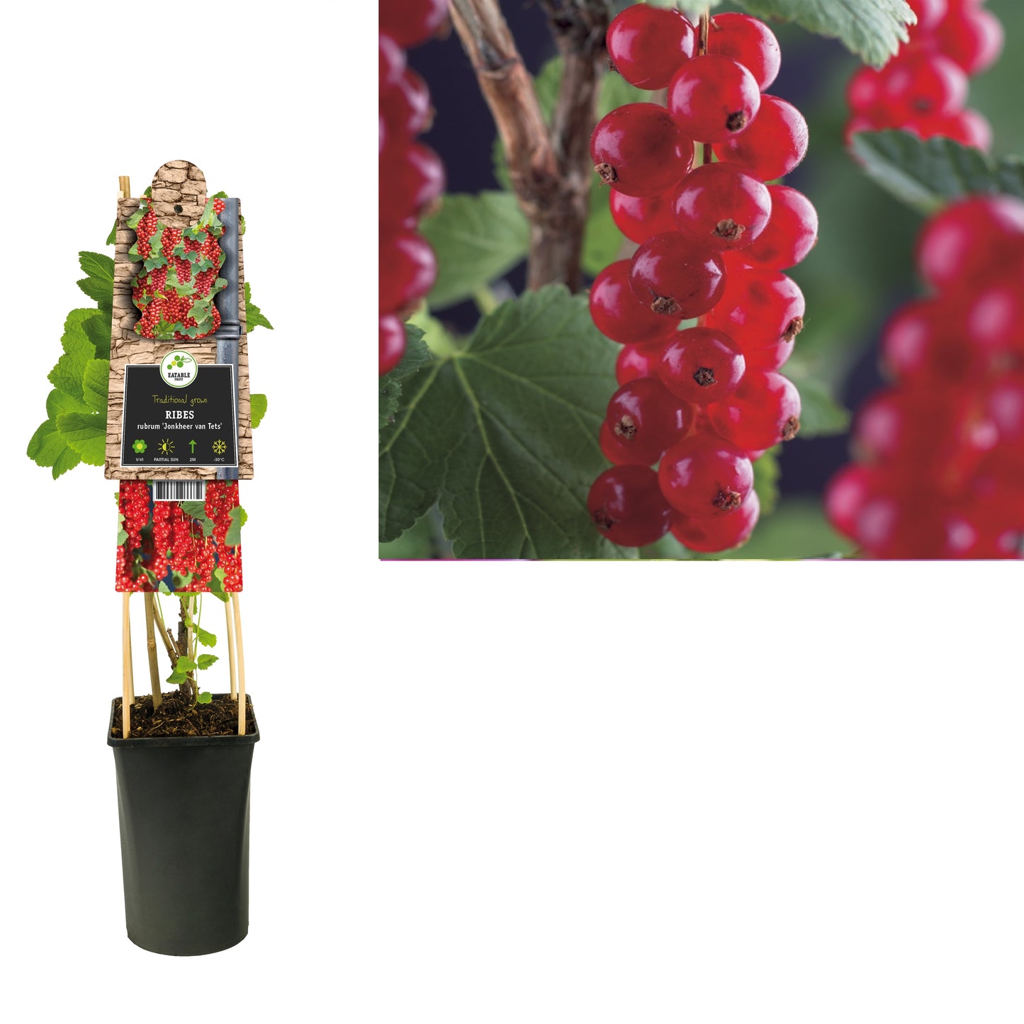 Ribes rub. Rolan 75cm 17cm Pot