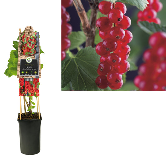 Ribes rub. Rolan 75cm 17cm Pot