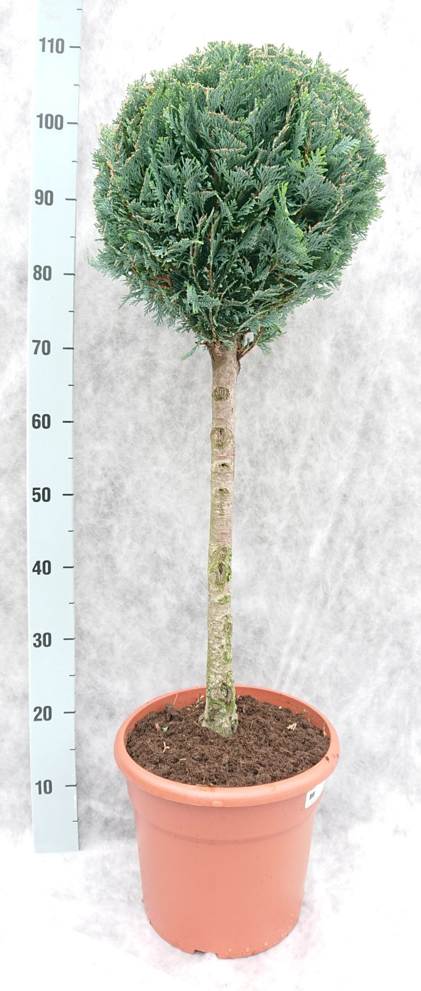 Chamaecyparis lawsoniana Columnaris 100cm 26cm Pot