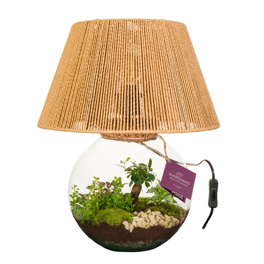 Wardians Wardians Terrarium - Moonlight + LED bulp (wired 220V) Pack of 1