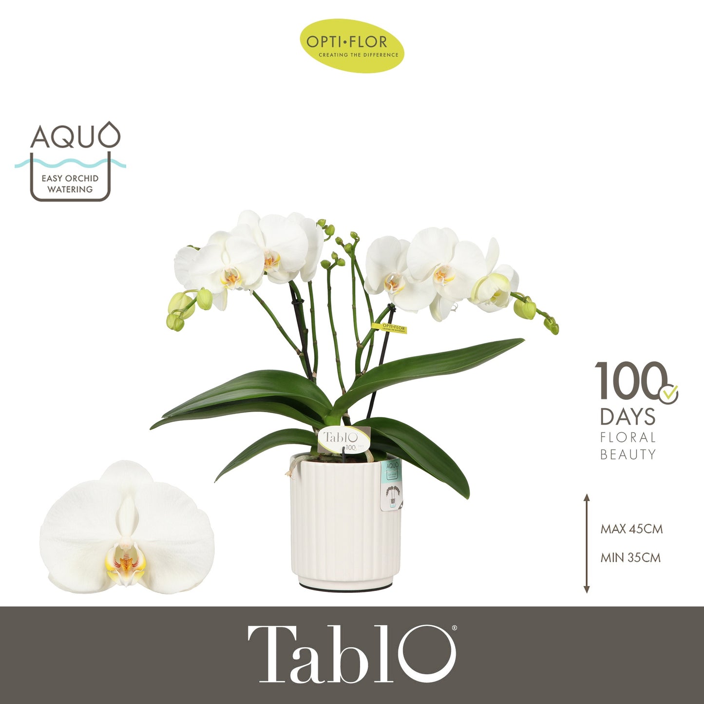 Phalaenopsis white 40cm 12cm Pot
