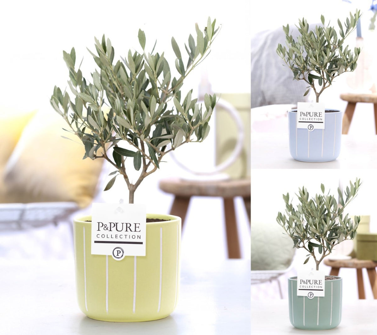 Olea europaea 30cm 12cm Pot