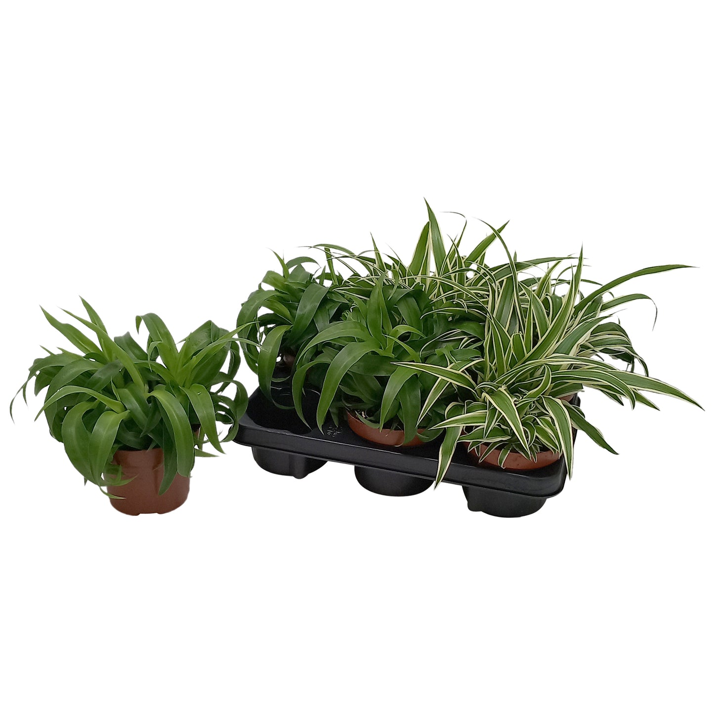 Quakelplant BV Chlorophytum mix Pack of 8