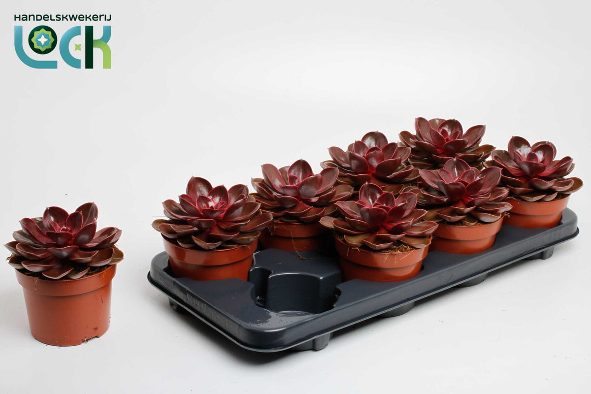 Echeveria Magic Red 20cm 12cm Pot
