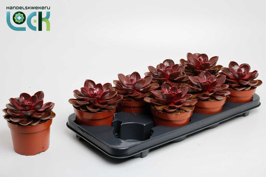 Echeveria Magic Red 20cm 12cm Pot