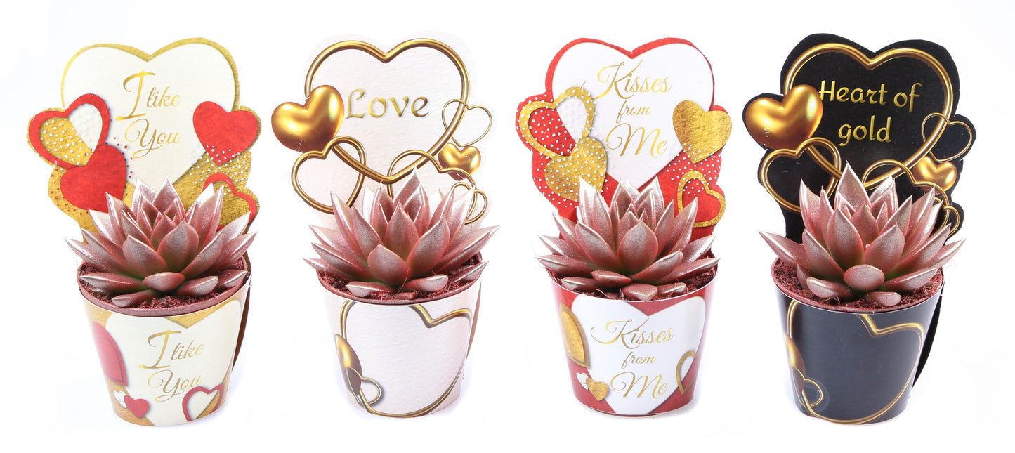 Euro Cactus Holland Bv Potcover love mix red to gold Pack of 12
