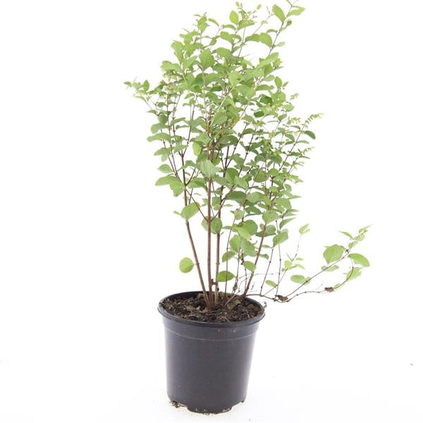 Boer, W.T.M. de Symphoricarpos doorenbosii 'Mother of Pearl' Pack of 8