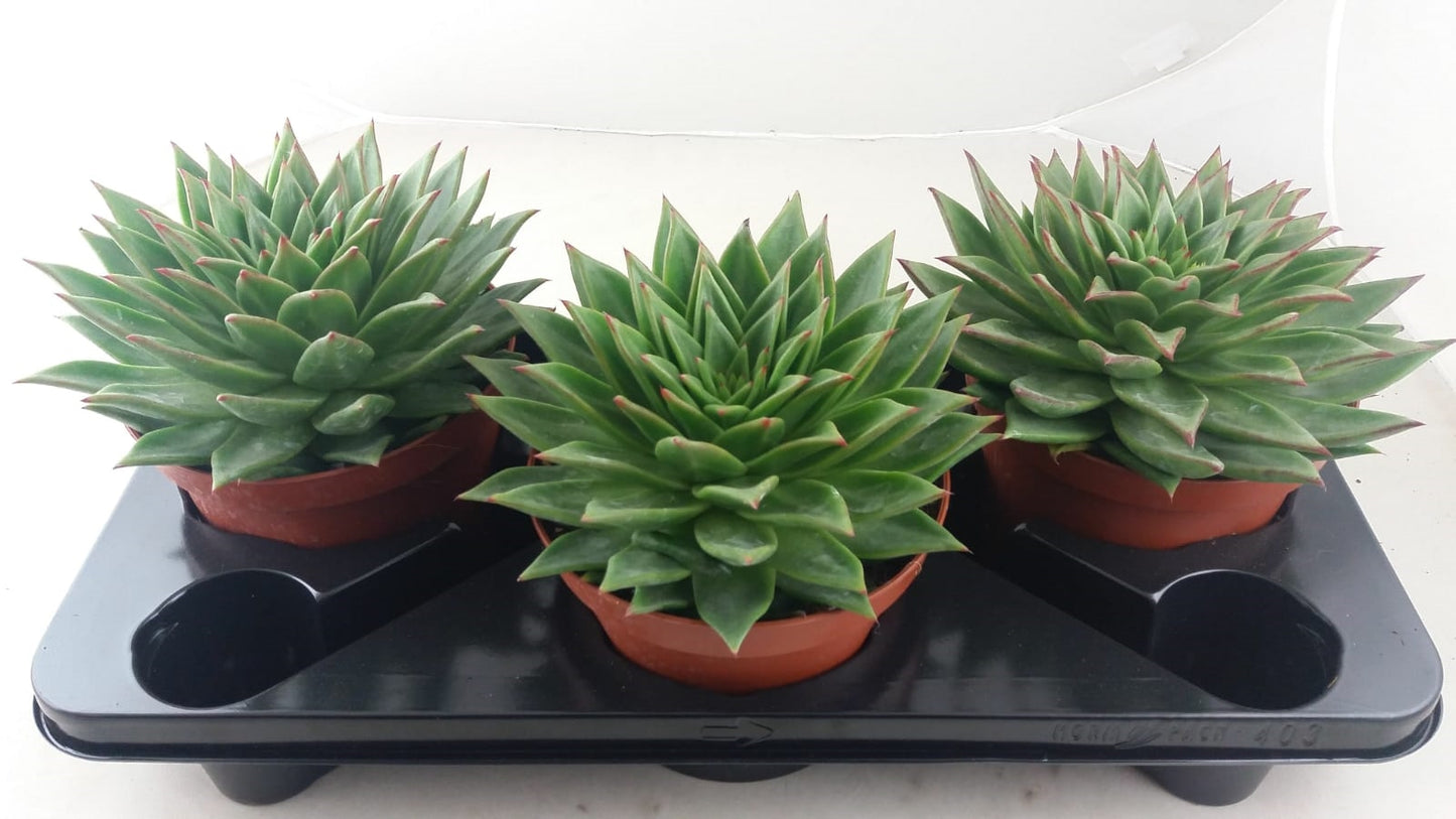 Echeveria Hybrid 35cm 17cm Pot