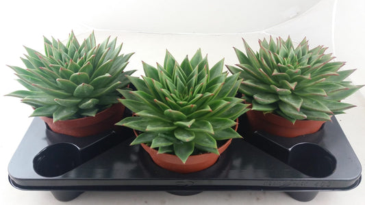 Echeveria Hybrid 35cm 17cm Pot