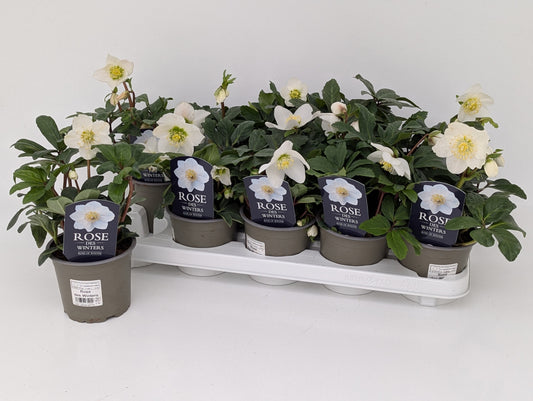 Helleborus niger Christmas Carol 25cm 12cm Pot