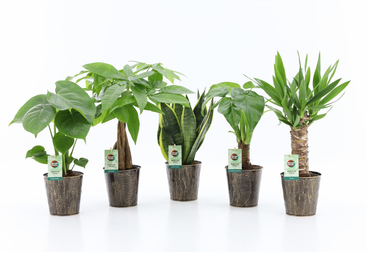 Foliage houseplants mix 35cm 13cm Pot
