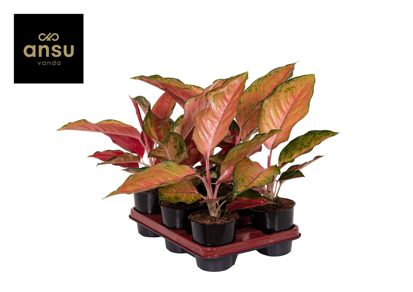 Aglaonema Hybrid 30cm 12cm Pot