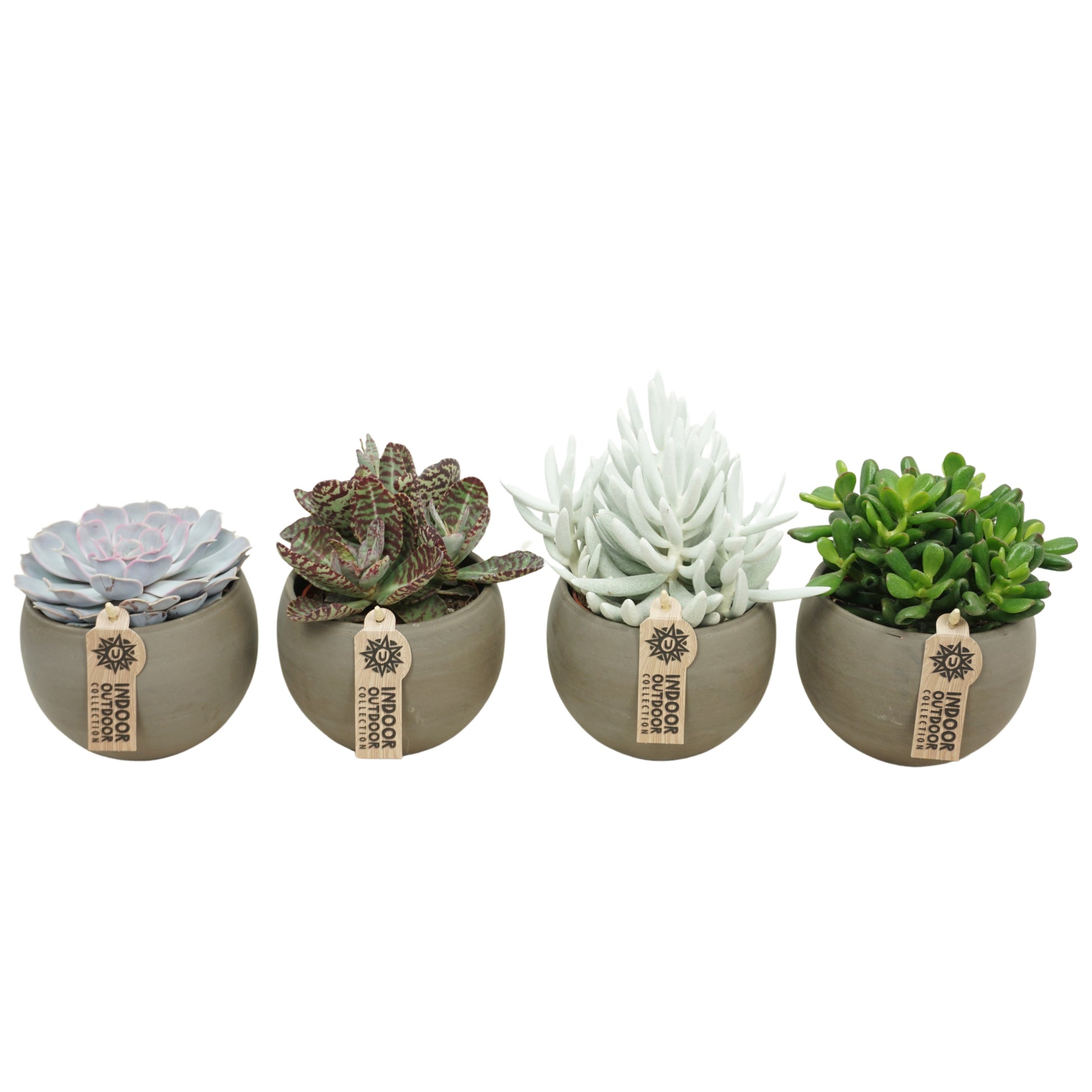 Succulent mix 16cm 10.5cm Pot