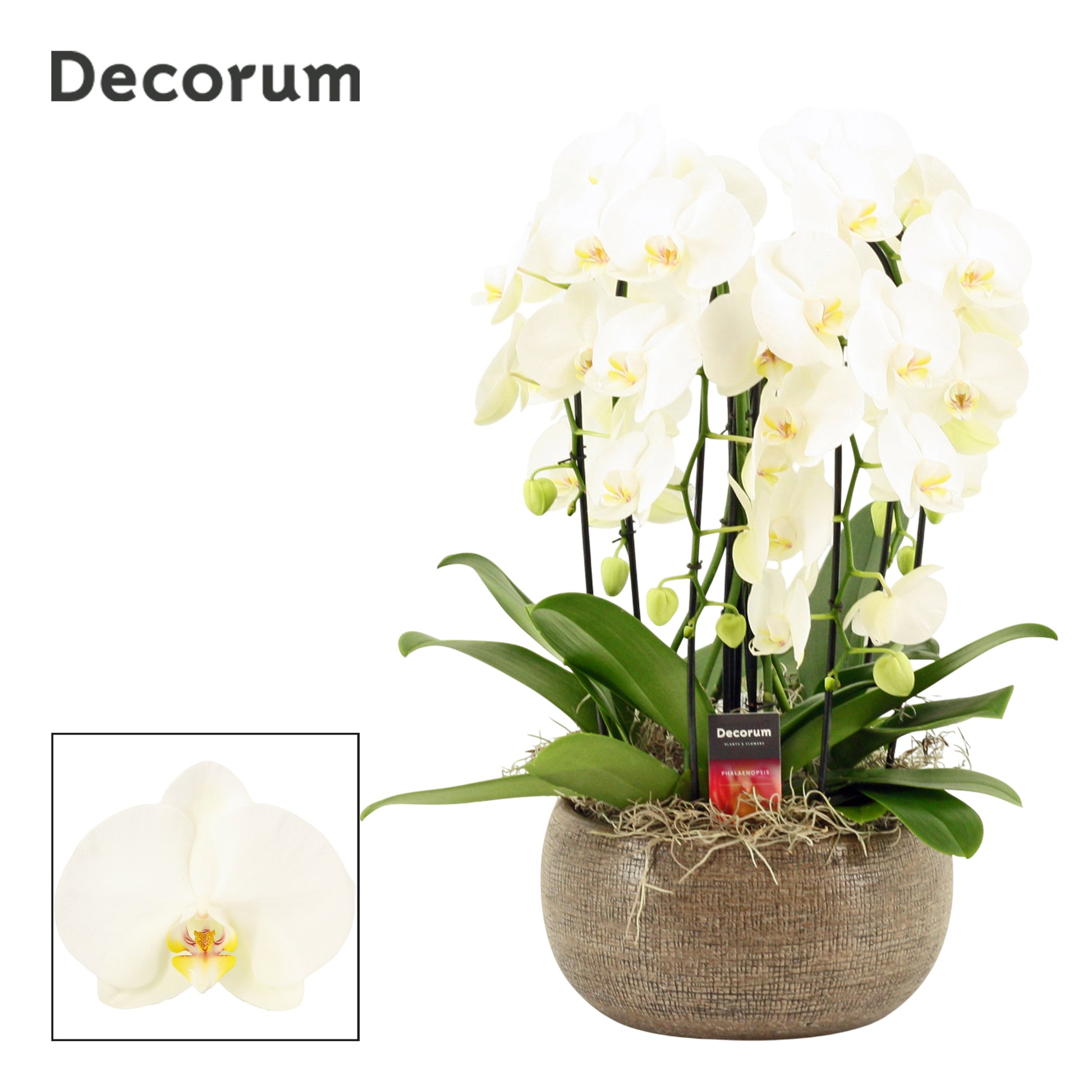 Phalaenopsis white 55cm 27cm Pot