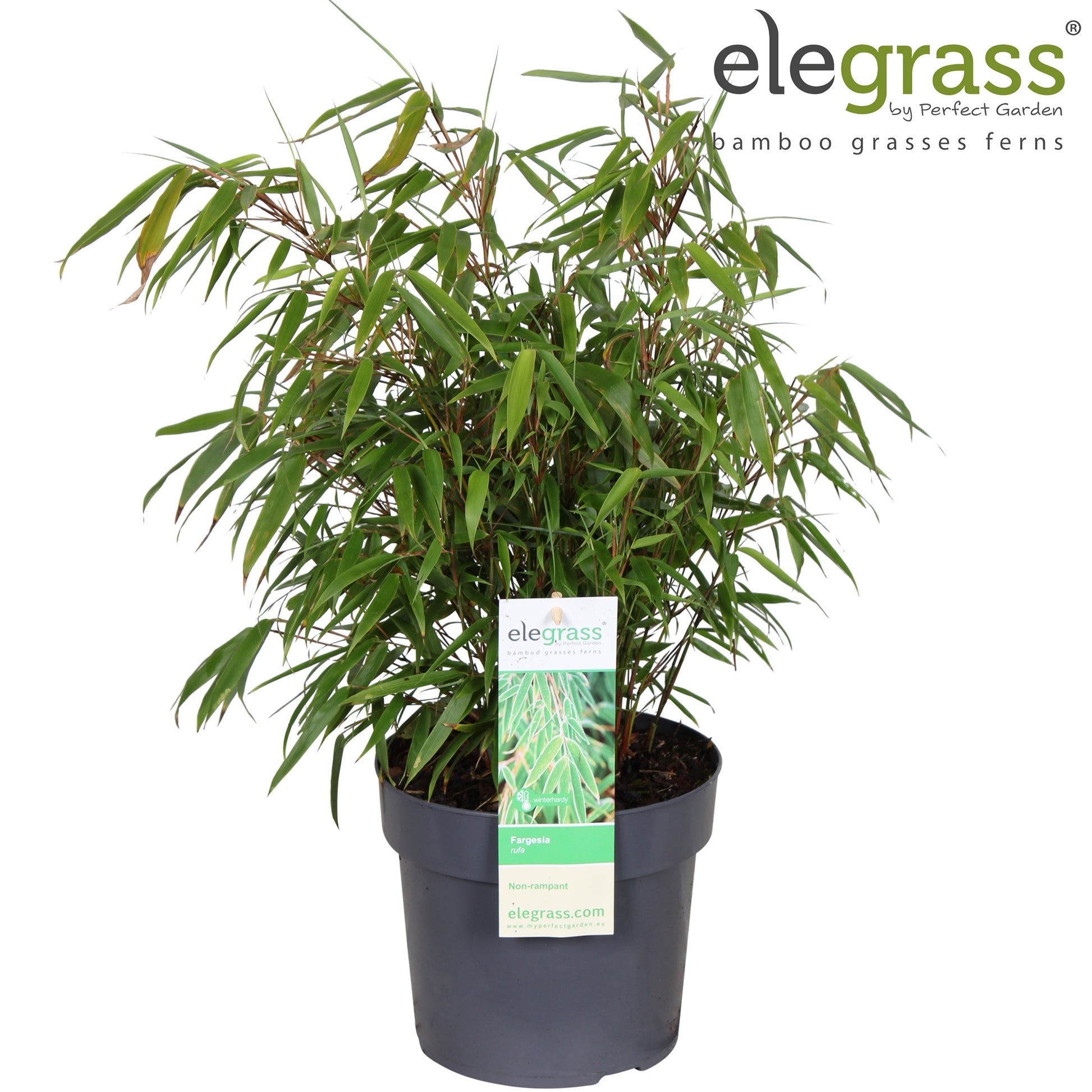 Fargesia rufa 70cm 19cm Pot