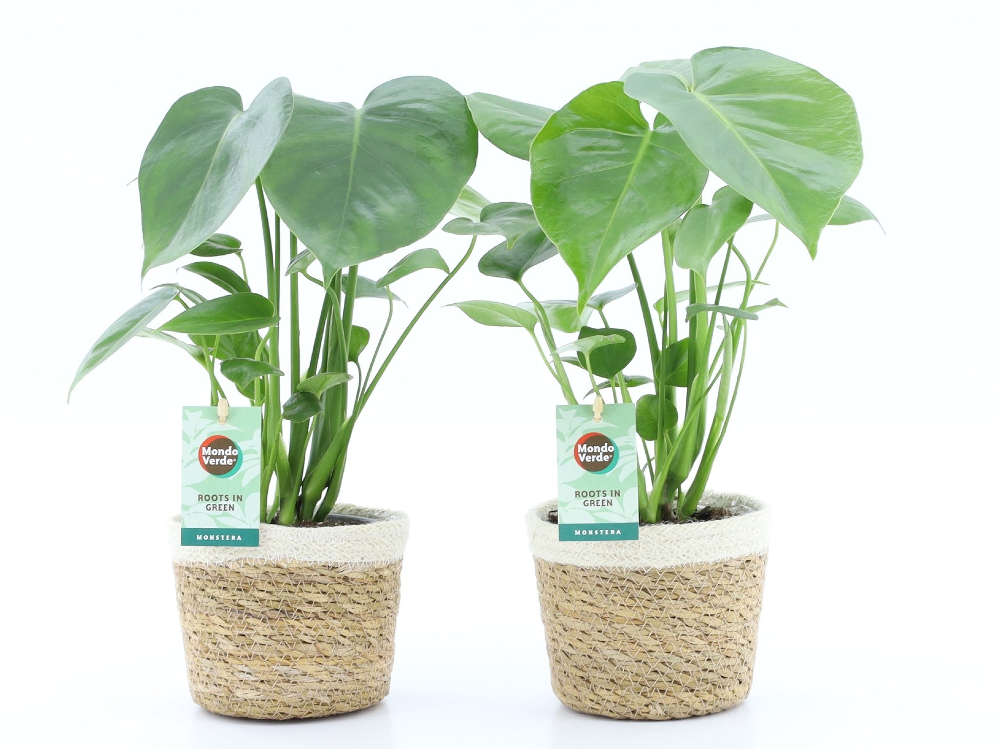 Monstera deliciosa 40cm 14cm Pot