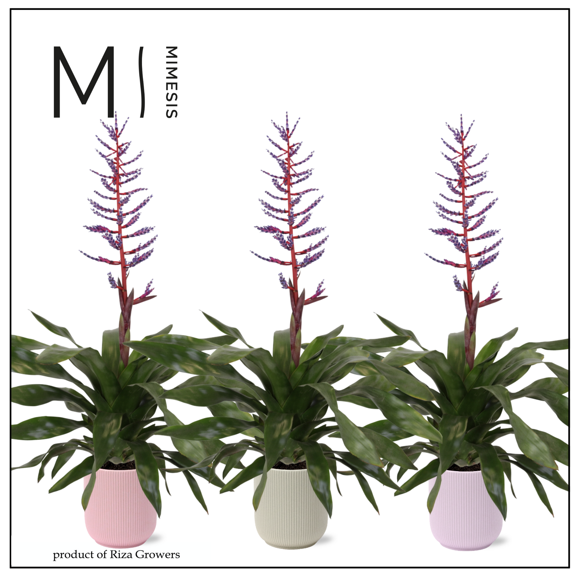 Aechmea Blue Rain 45cm 12cm Pot