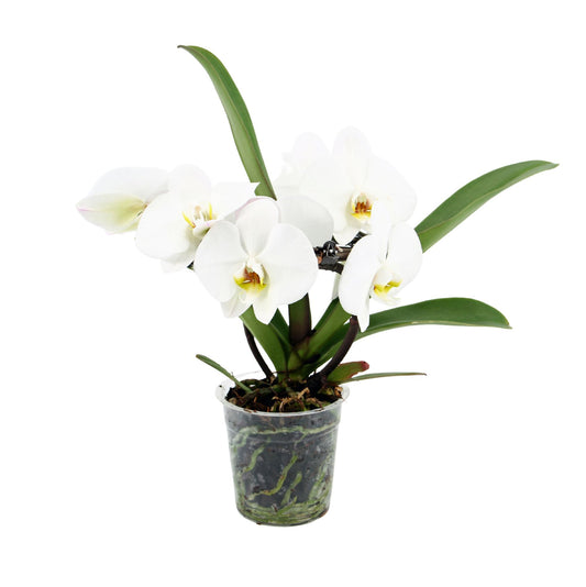 Phalaenopsis white angel 25cm 12cm Pot