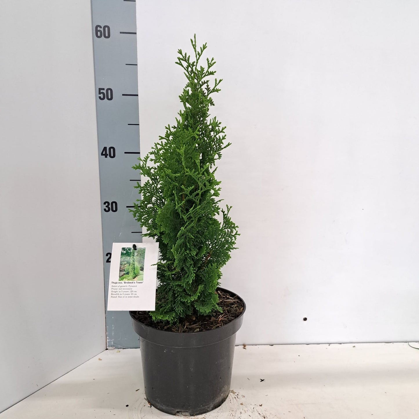 Thuja occidentalis 50cm 19cm Pot