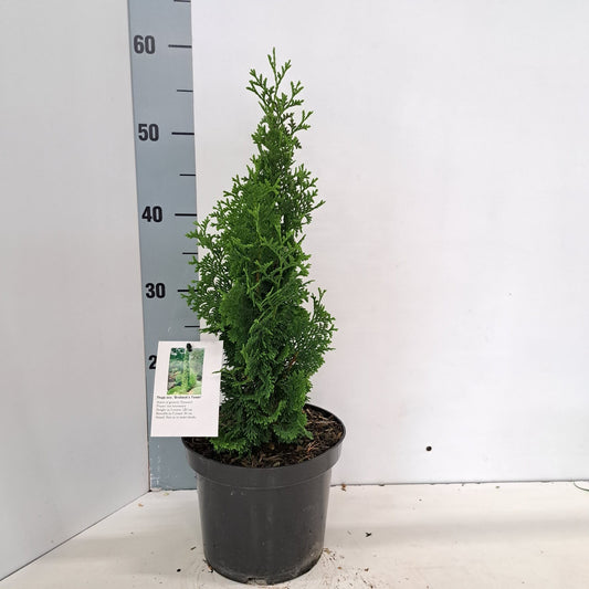 Thuja occidentalis 50cm 19cm Pot