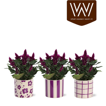 Celosia mix 25cm 12cm Pot
