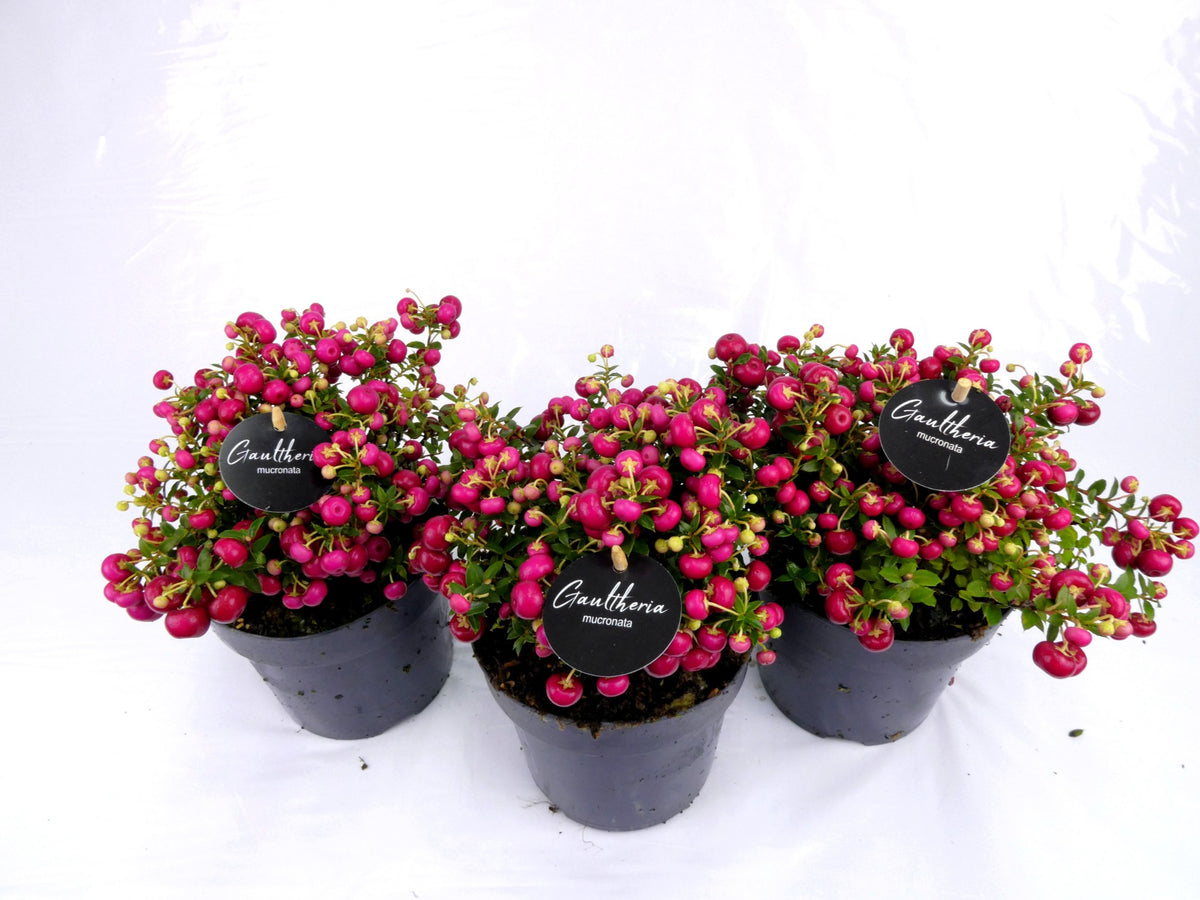 Gaultheria mucronata 25cm 14cm Pot