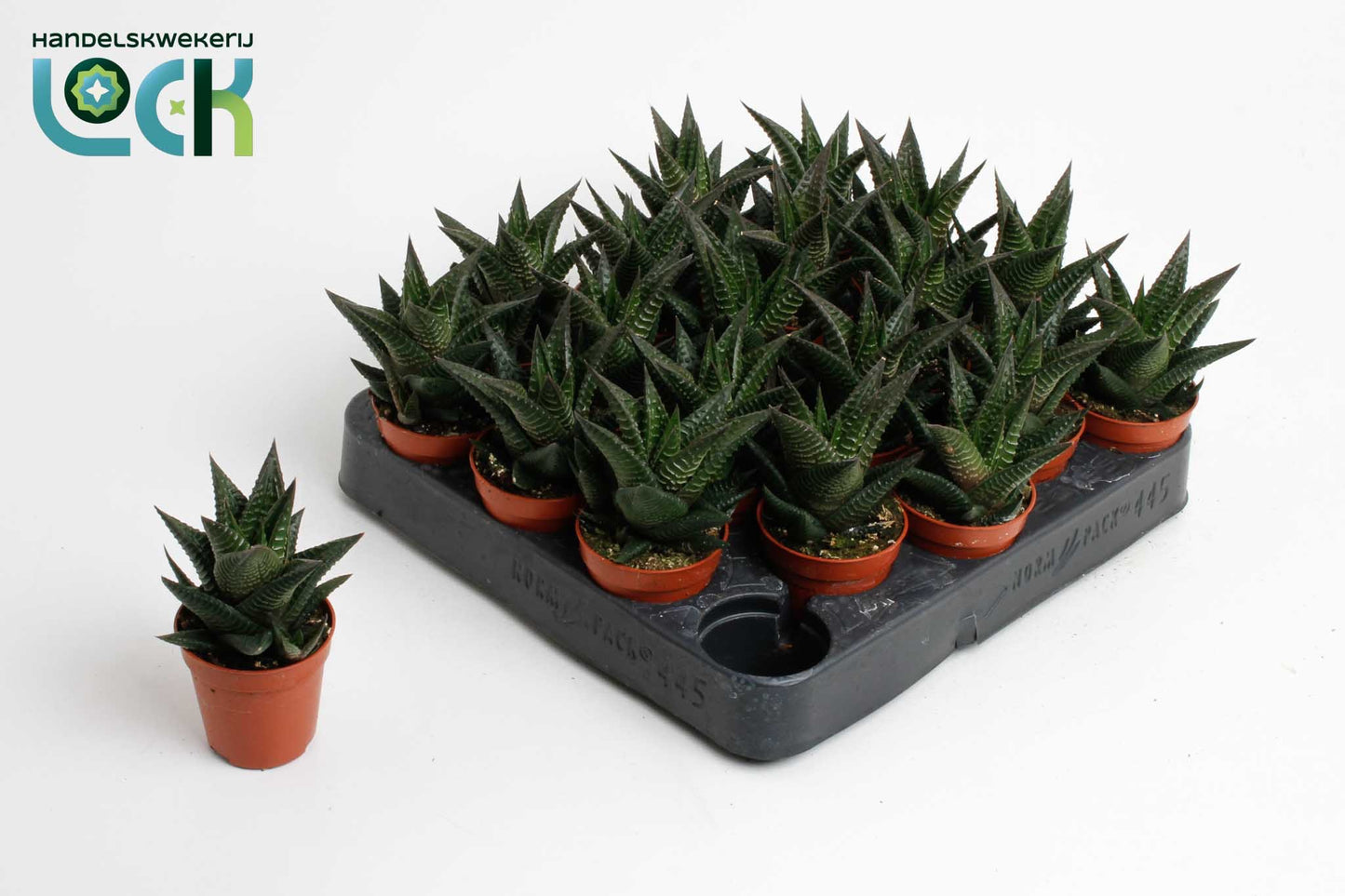 Haworthia limifolia 10cm 5.5cm Pot