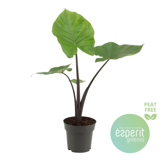 Alocasia Black Cobra 70cm 17cm Pot