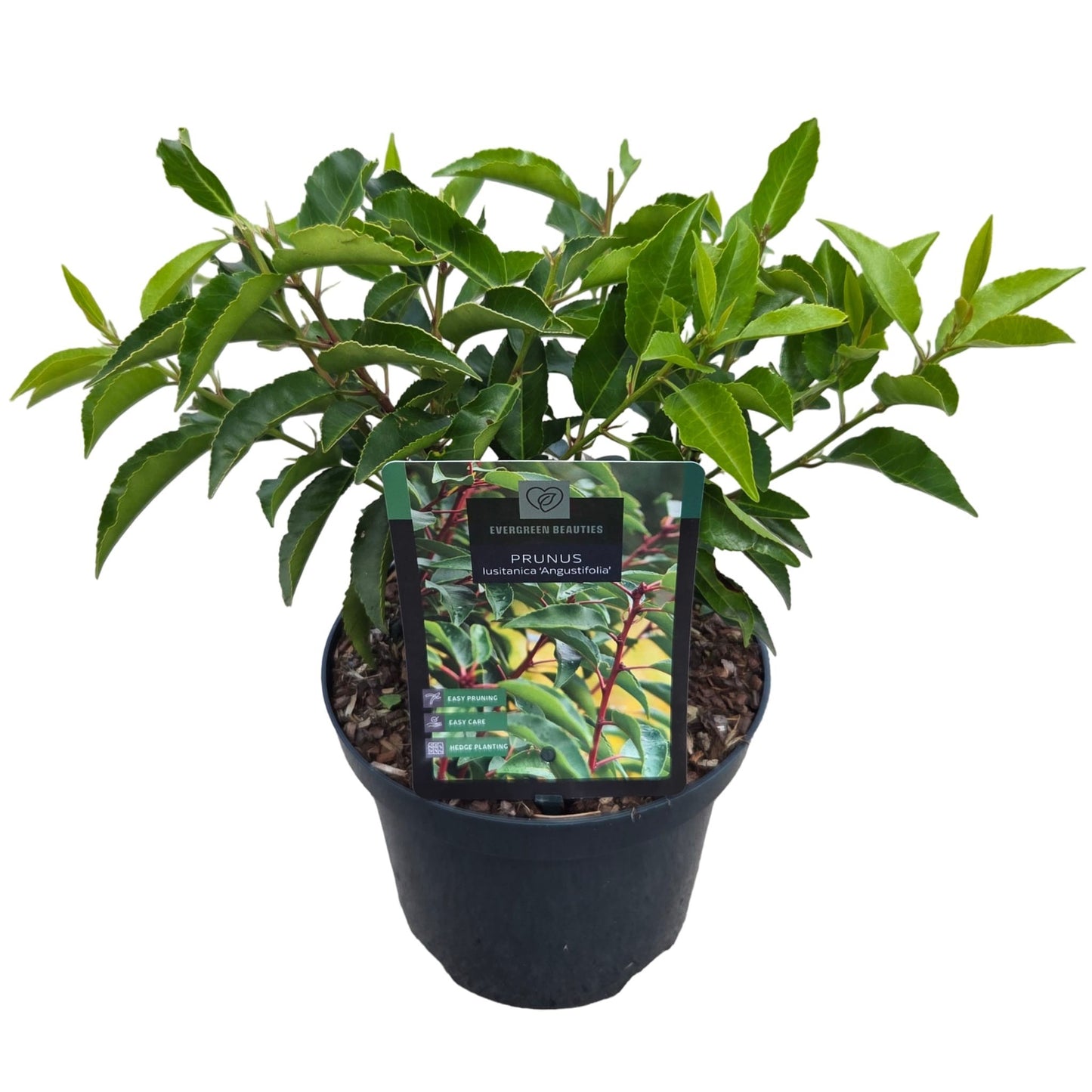 Prunus lusitanica Angustifolia 40cm 19cm Pot