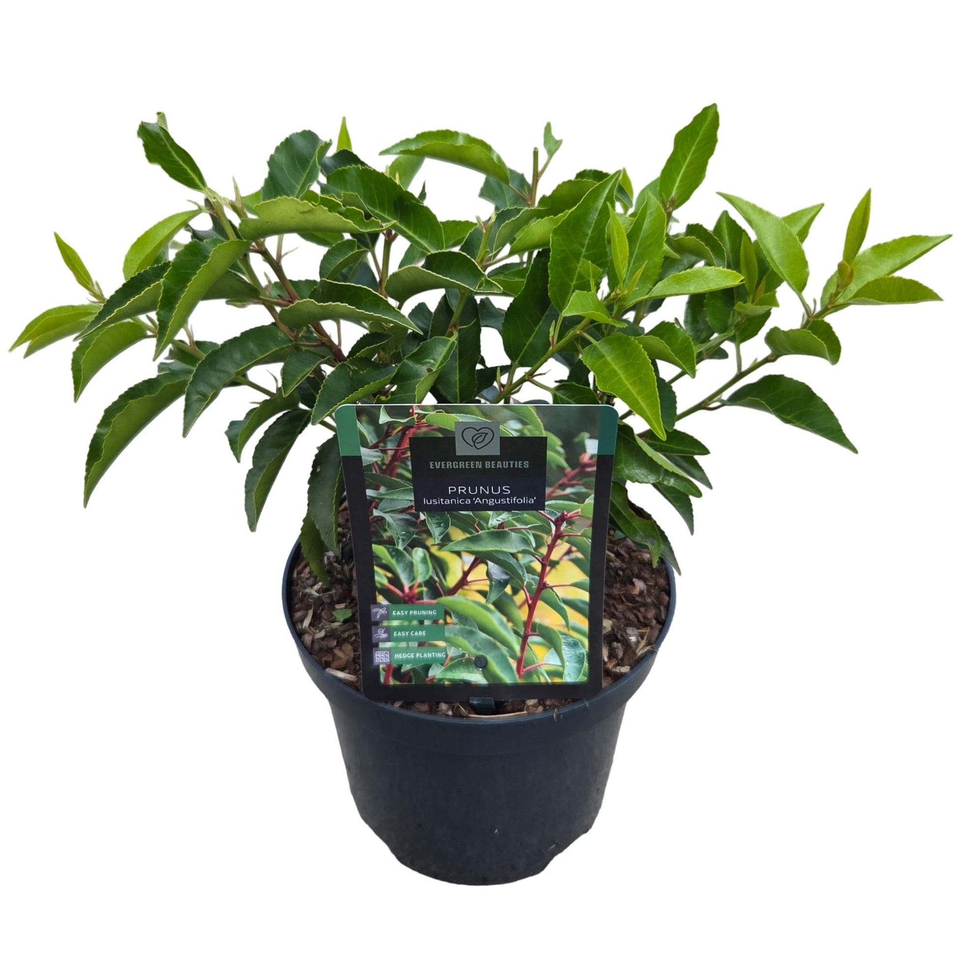 Prunus lusitanica Angustifolia 40cm 19cm Pot