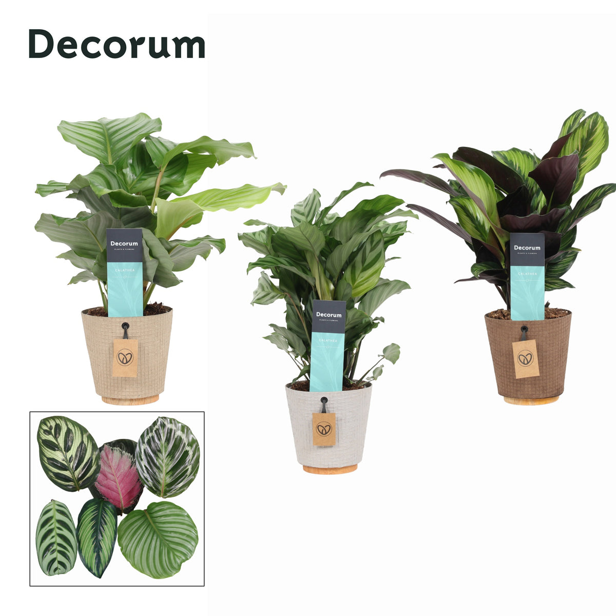 Calathea Hybrid 35cm 12cm Pot