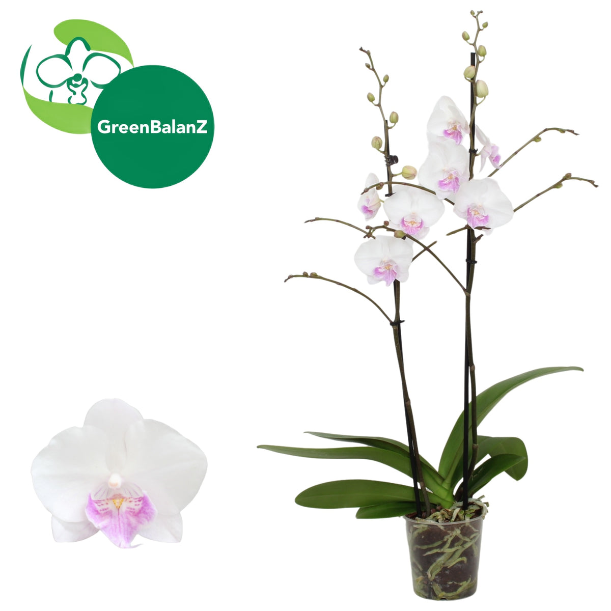 Phalaenopsis Hybrid 55cm 12cm Pot