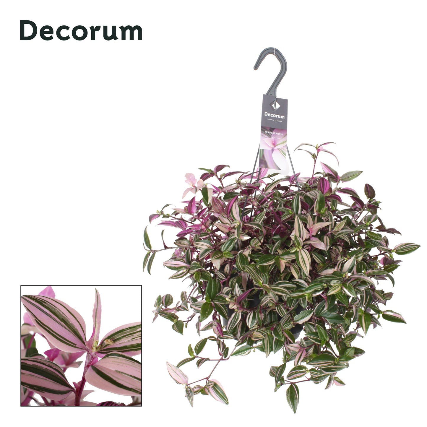 Hillplant BV Tradescantia Quadricolor in hanging pot Pack of 6