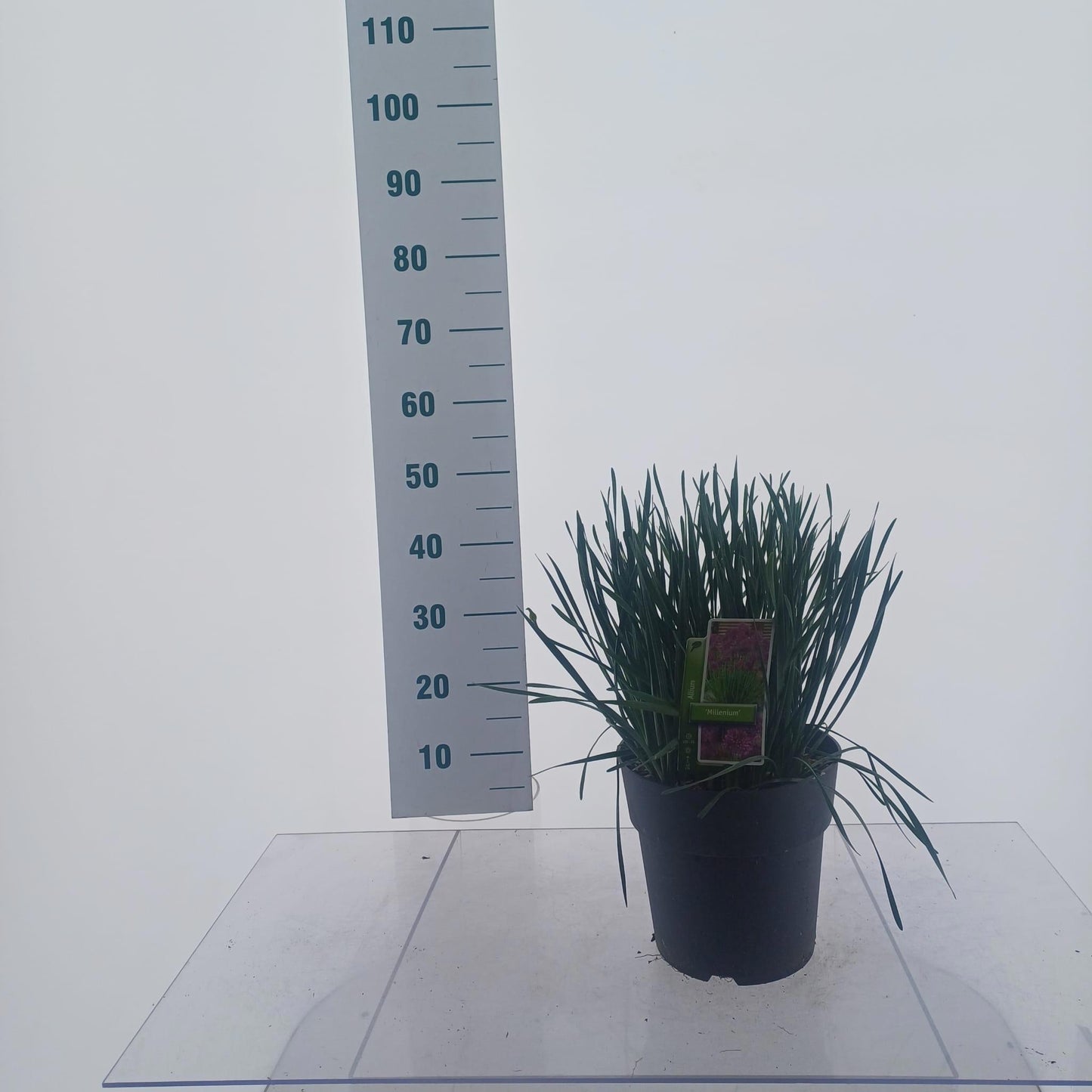 Allium Millennium 45cm 23cm Pot