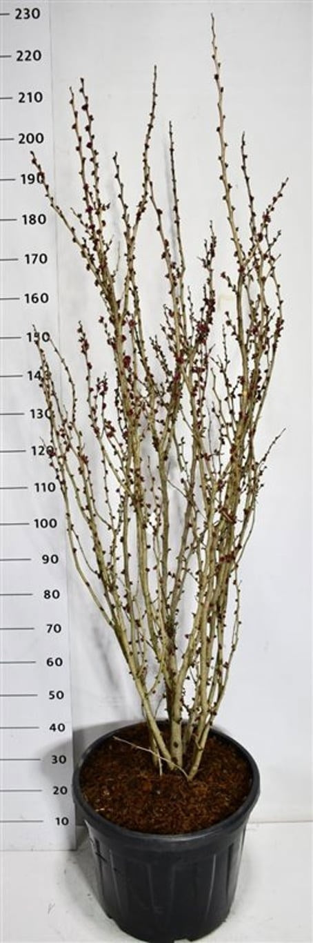 Cercis chin. Avondale 220cm 51cm Pot