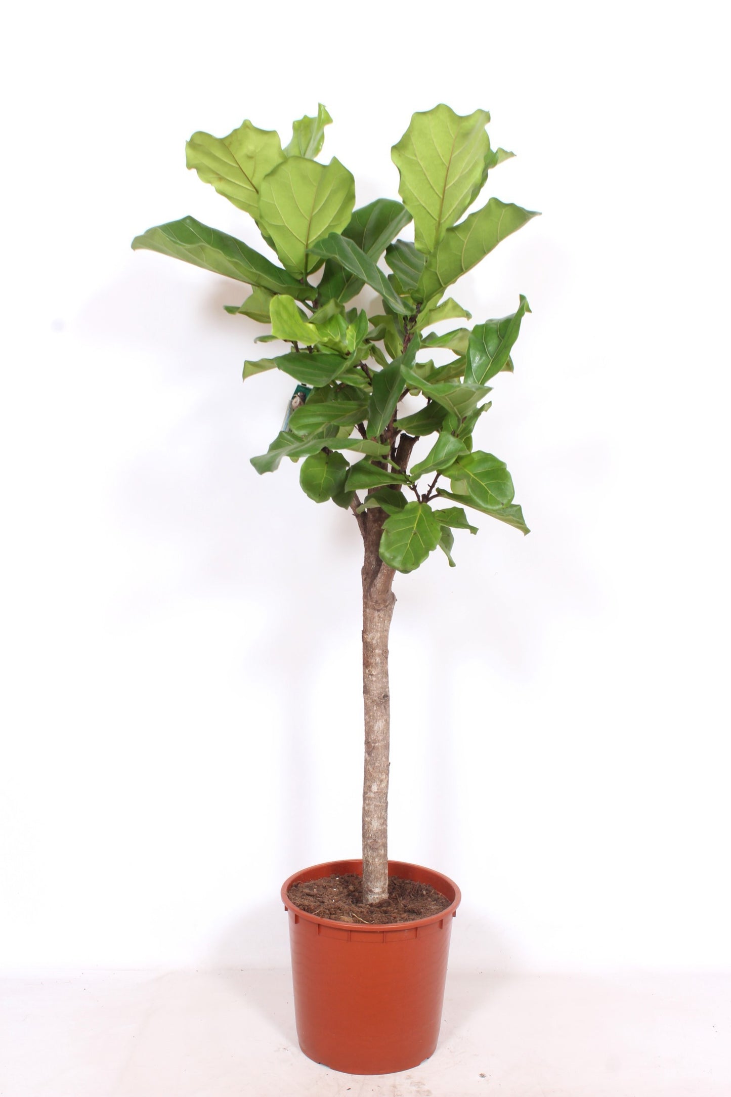 Ficus lyrata 160cm 34cm Pot