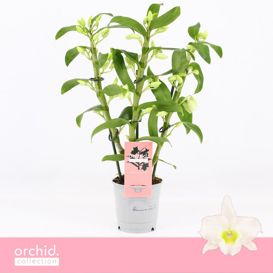 Dendrobium Apollon 40cm 12cm Pot