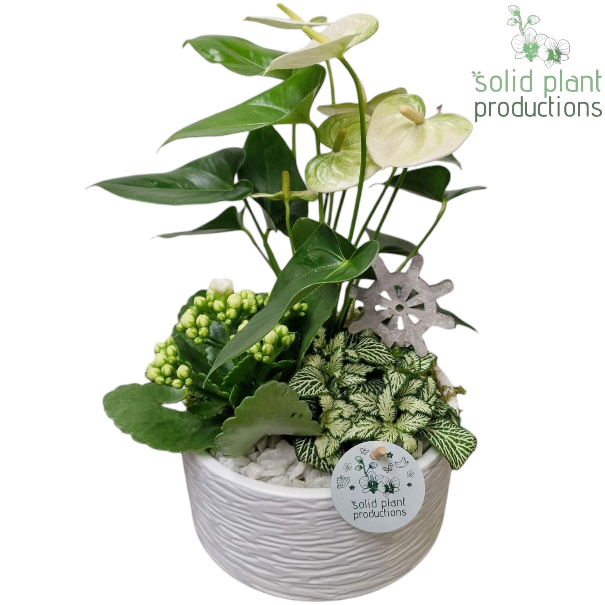 AT003 Loes White Anthurium 42cm 22cm Pot