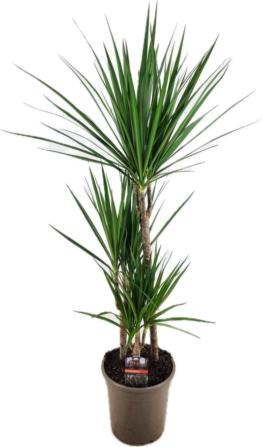 Dracaena marginata Green 100cm 21cm Pot
