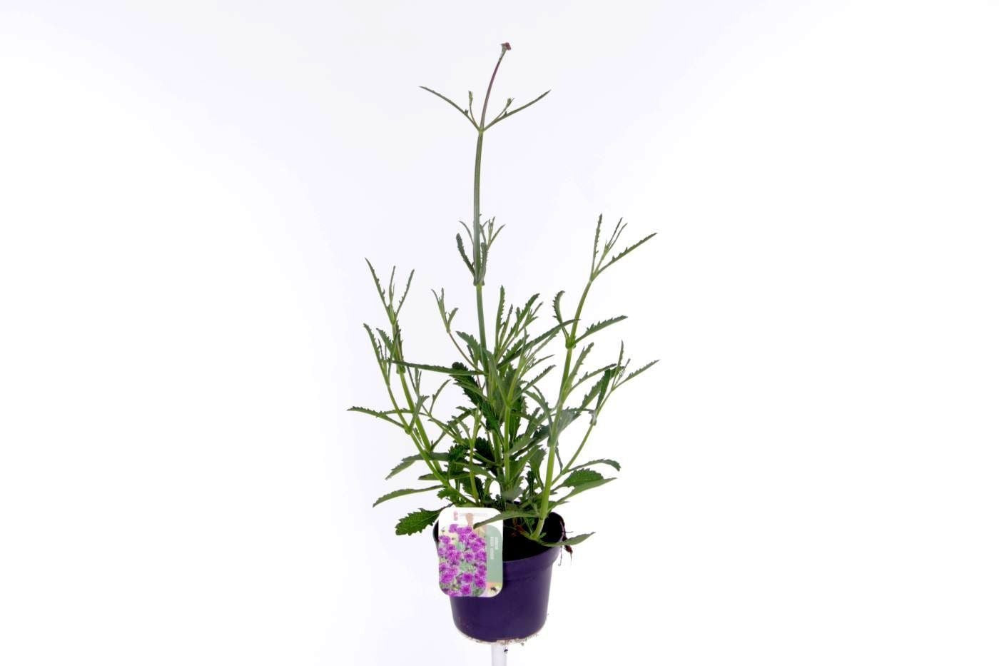 Verbena bonariensis 55cm 13cm Pot