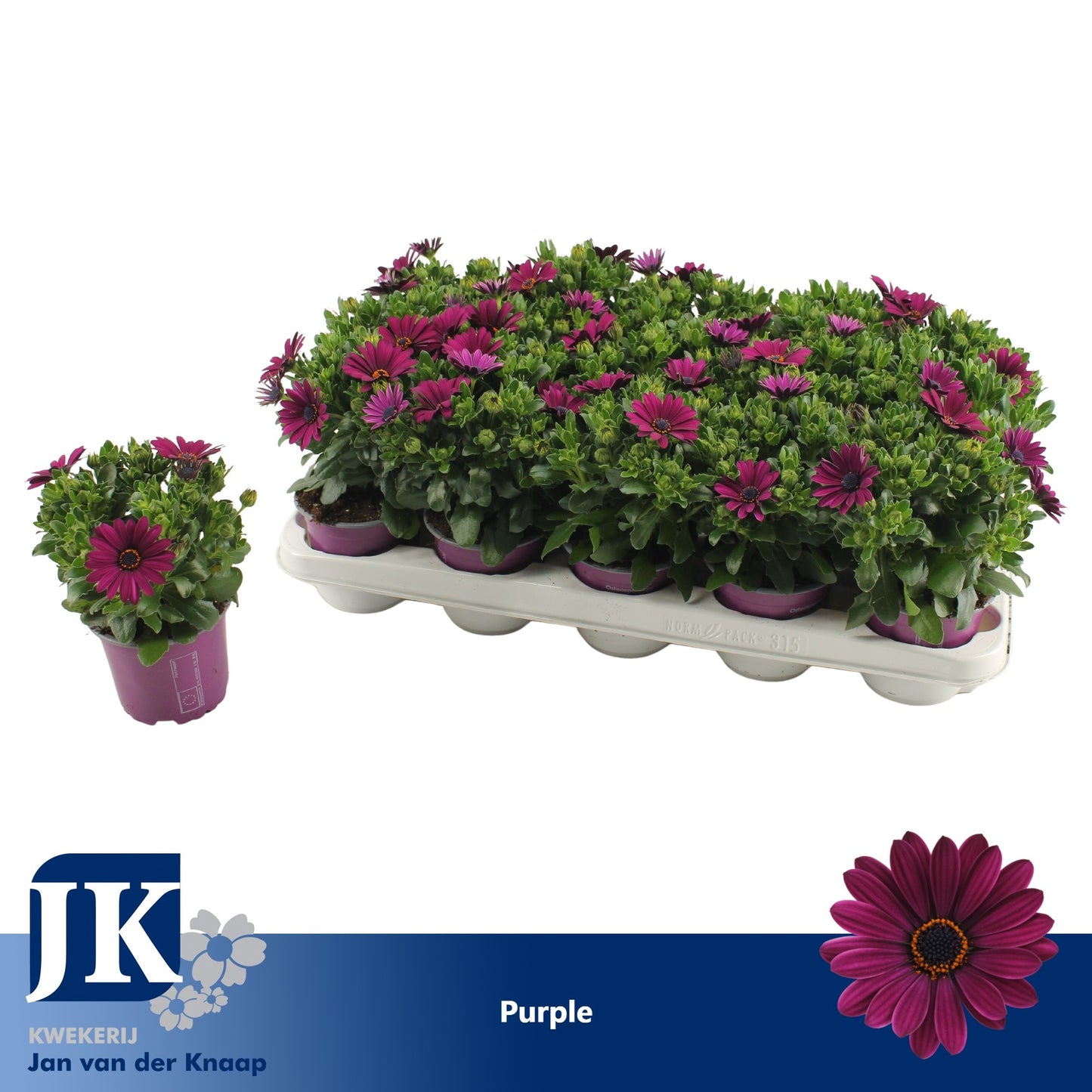 Osteospermum Sunny Mary 25cm 510cm Pot