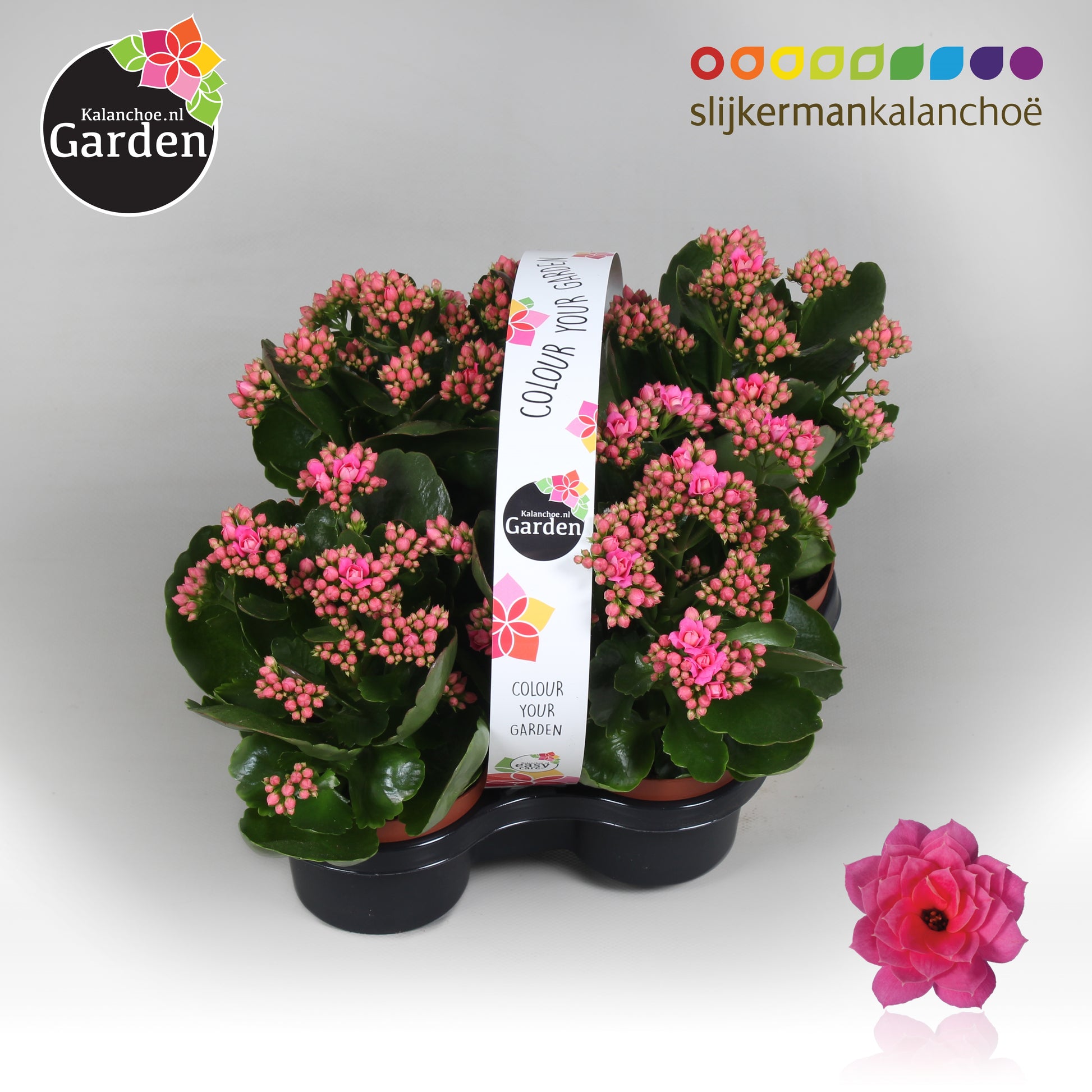 Kalanchoe gevuldbloemig 23cm 1cm Pot