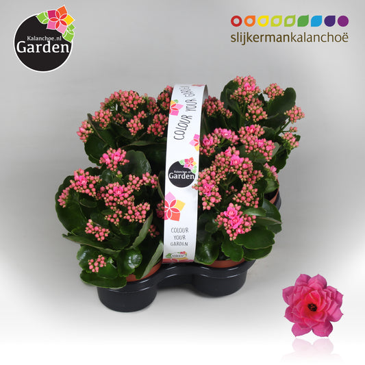 Kalanchoe gevuldbloemig 23cm 1cm Pot