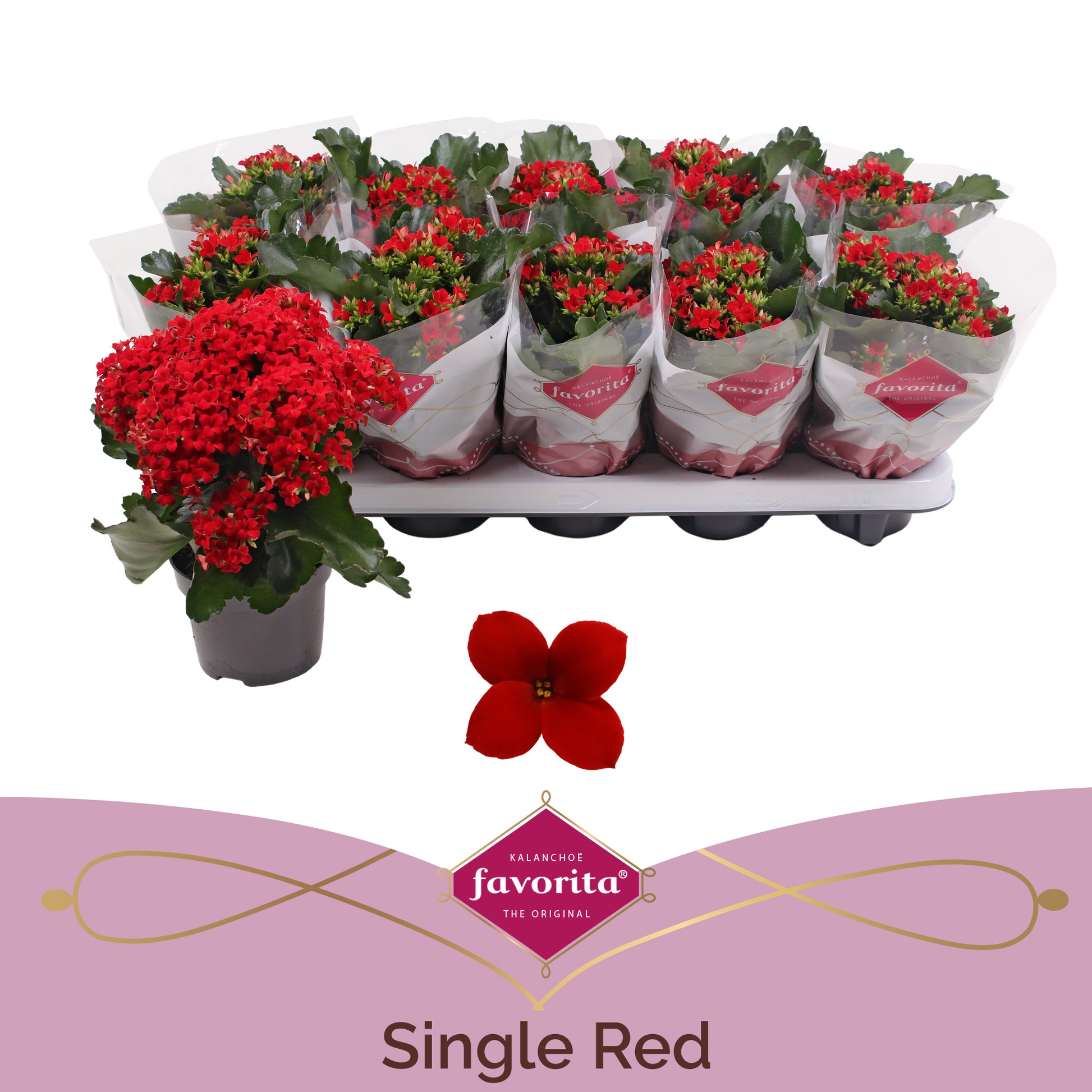 Kalanchoe red 22cm 10.5cm Pot